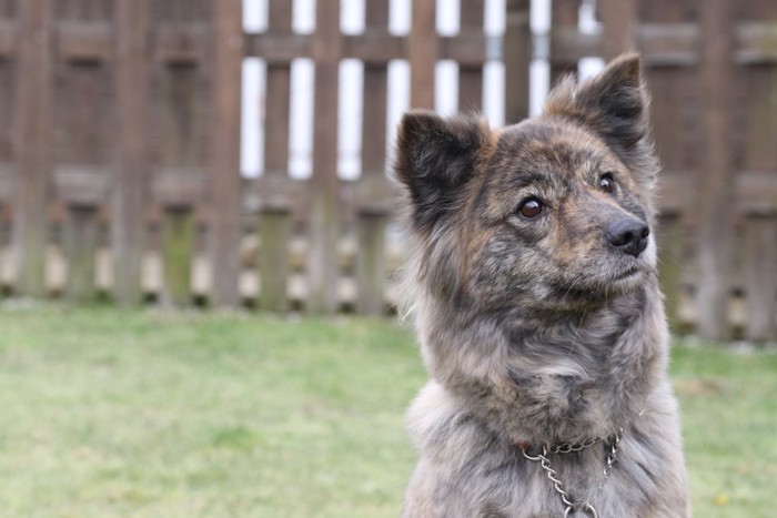 首をかしげて何かを見つめる犬