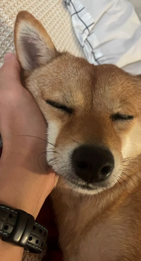 眠る犬