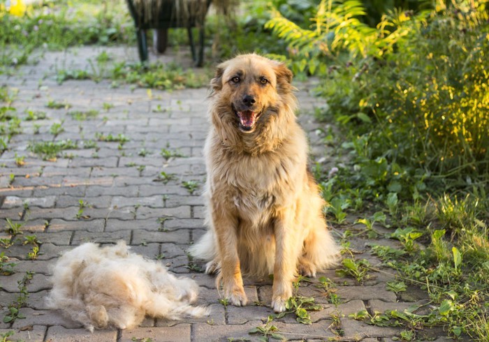 大量の抜け毛と犬