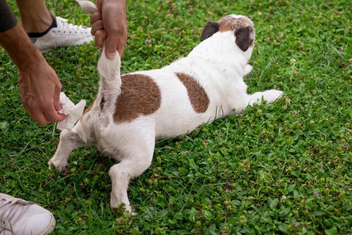 お尻を拭かれる犬