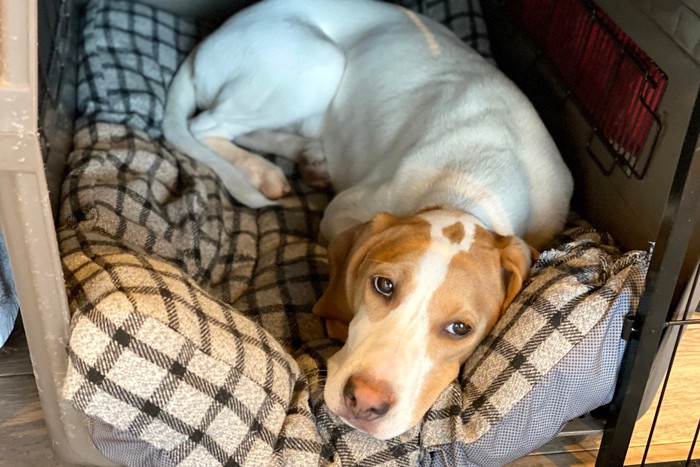 クレートでくつろぐ茶白の犬