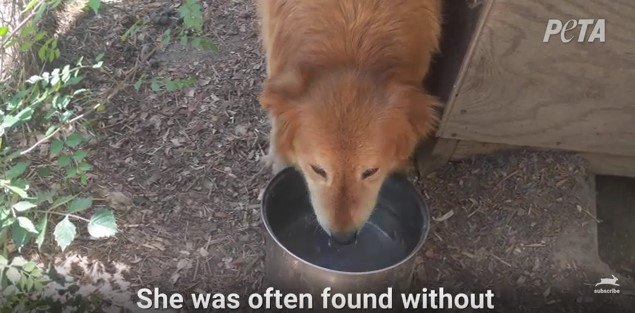 水を飲む犬