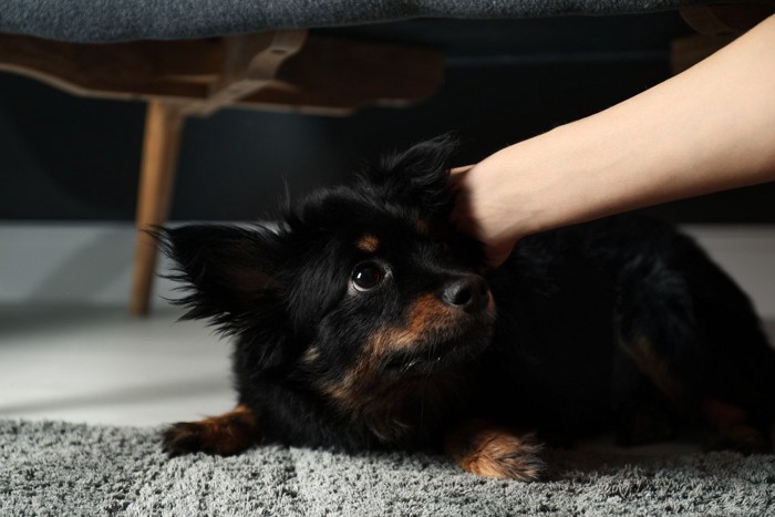 伸ばされた腕に怯える犬