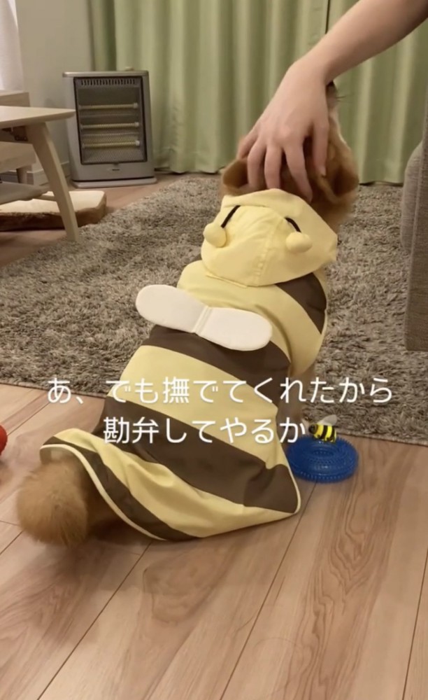 撫でられる犬