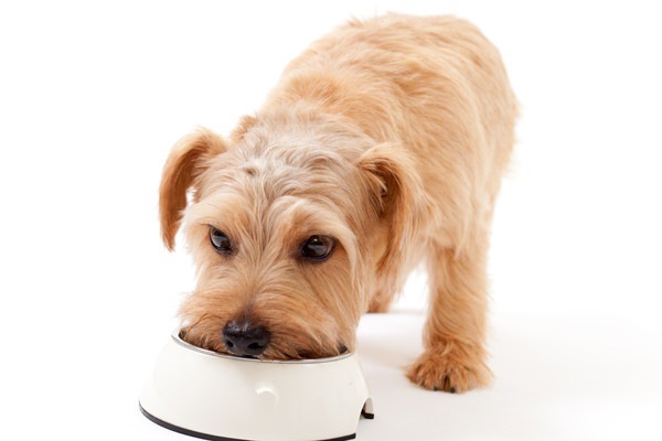 犬の食事風景