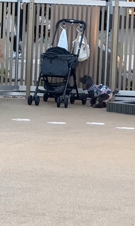 ドッグランでのジュプンちゃん4