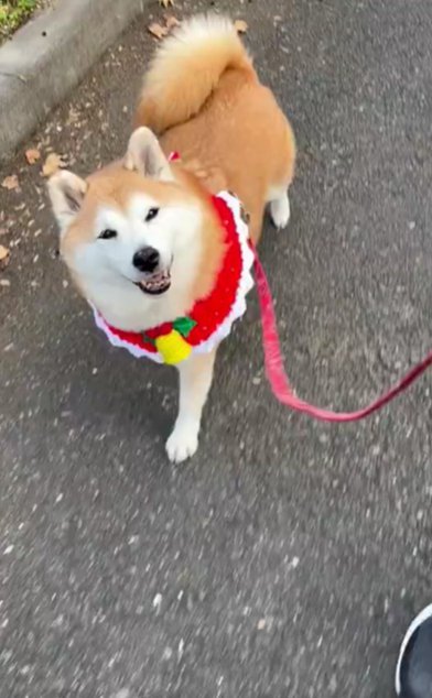 柴犬「まる」さん