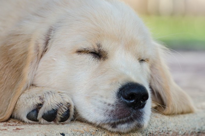 ラグの上に顎をつけて眠るゴールデンリトリーバー