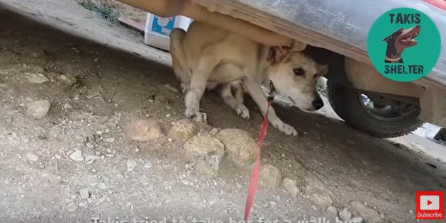 車の下に隠れる犬