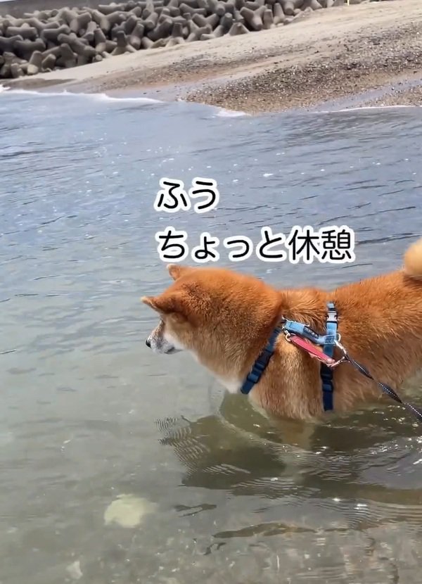 休憩する海くん