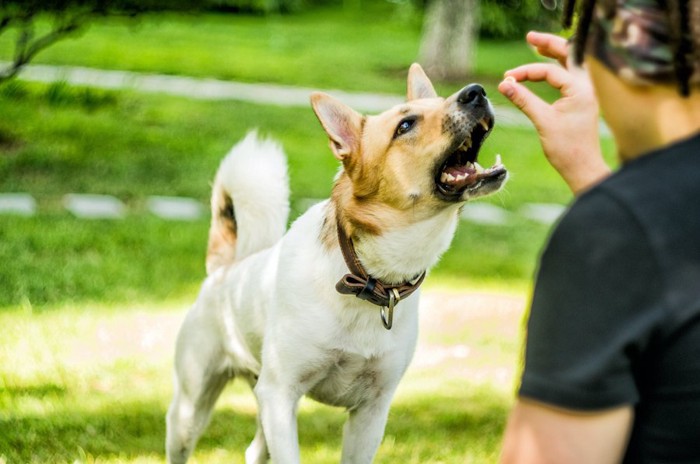 飼い主の持つおやつを食べようとしている犬