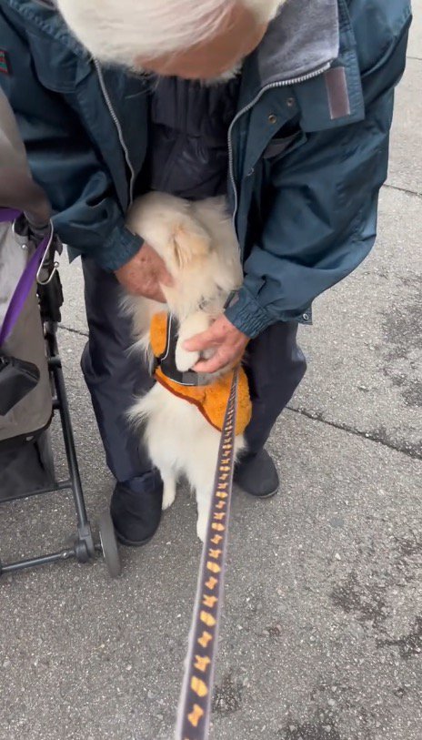 立ち上がって老年男性に背中をくっつける犬