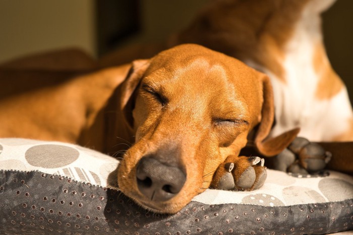 自分の手を枕に寝ている犬