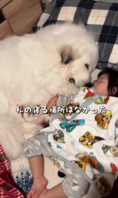 もう寝る場所がない…