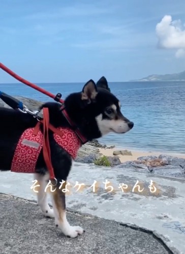 海を眺める柴犬