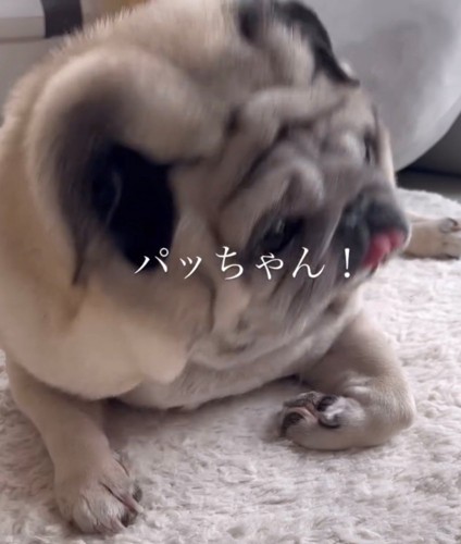 起きる瞬間の犬の顔