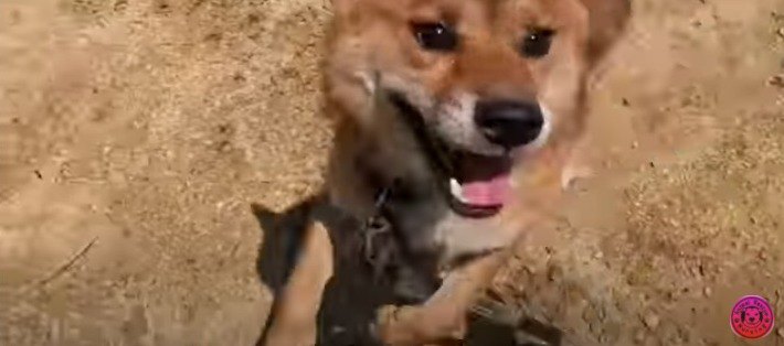 見上げる柴犬さん