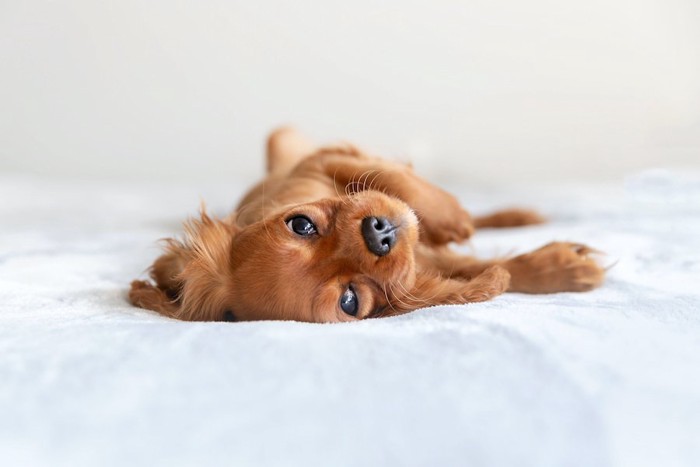 ベッドの上で寝転んでいる犬