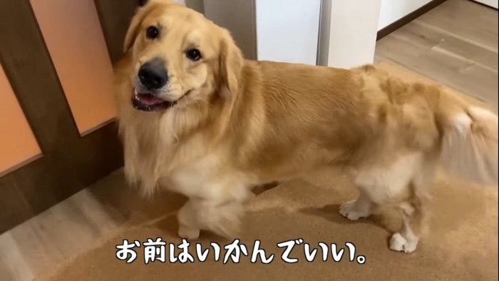 扉の前で振り向く犬