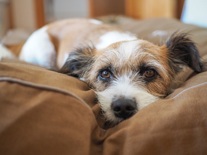 くつろいでいる犬