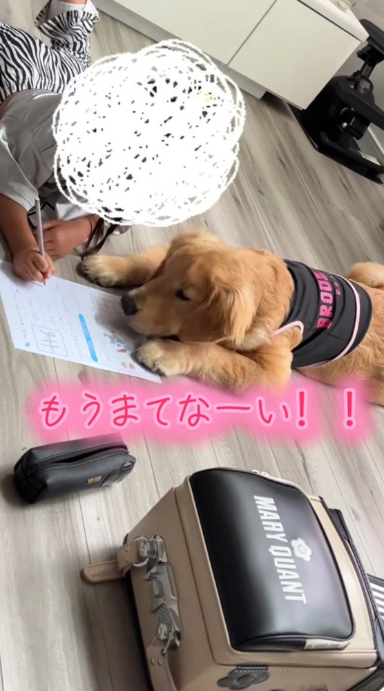 宿題の紙の上にあごを乗せてジッとしている犬