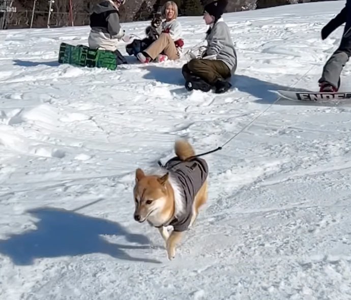 雪原を駆け抜ける柴犬