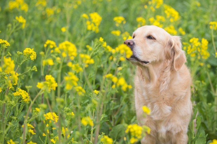 菜の花畑の中の犬