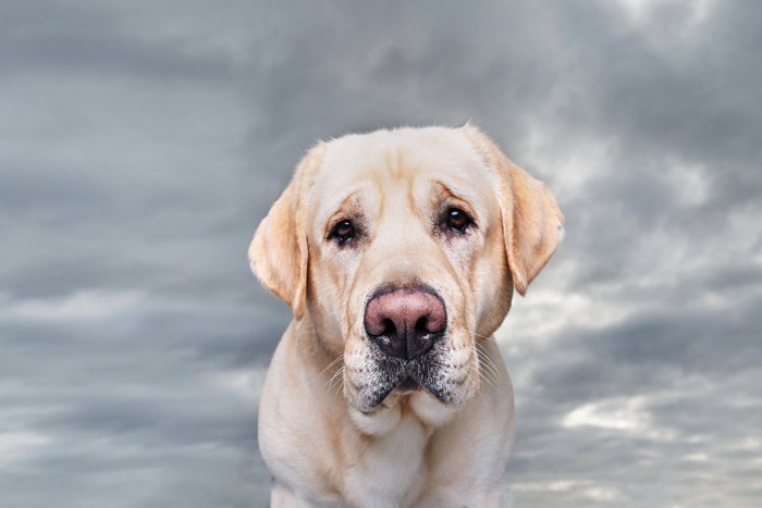 こちらを見ている悲しそうな様子の犬