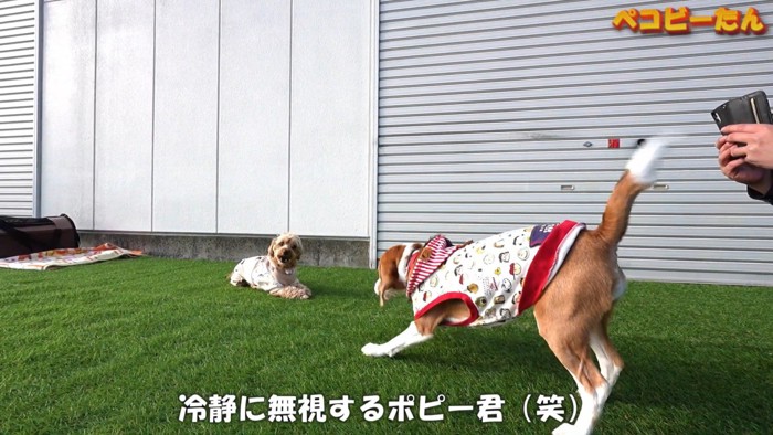 オヤツを狙うペコちゃんVS無視するポピーくん