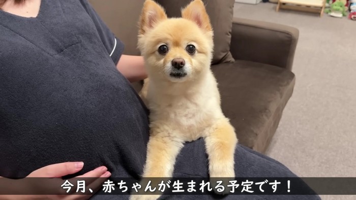 ポメラニアンのポメくん