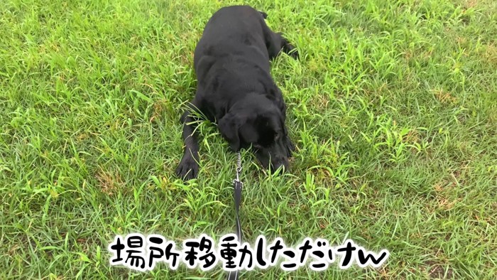 ムニくんのお散歩拒否4