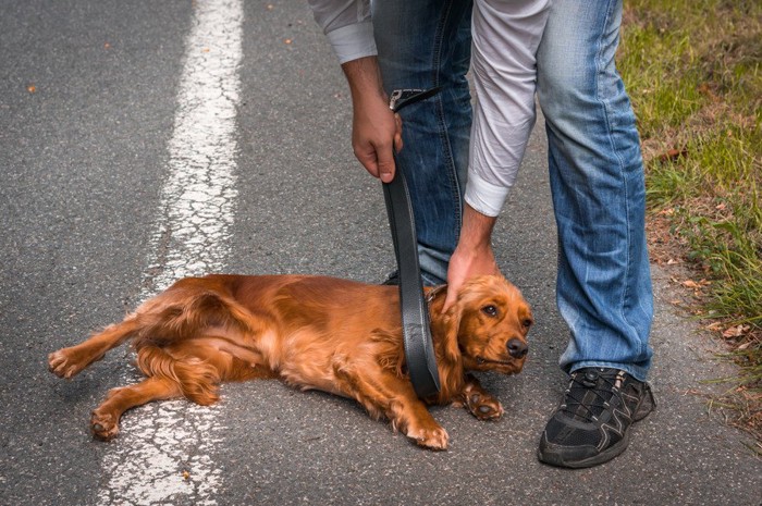 皮のベルトで犬を拘束しようとしている男性