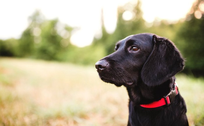 赤い首輪をした黒い犬の横顔