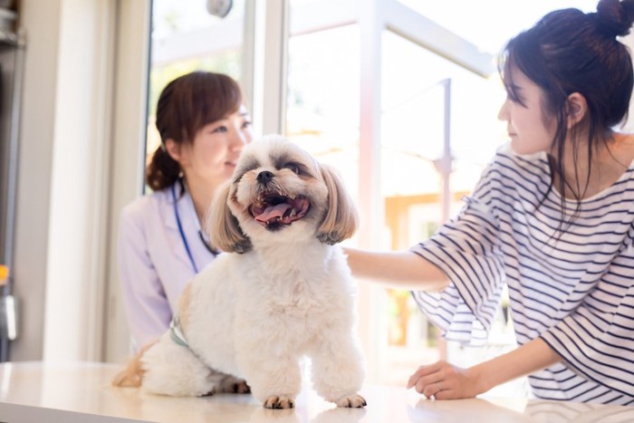 獣医師と話す飼い主と診察台に乗ったシーズー