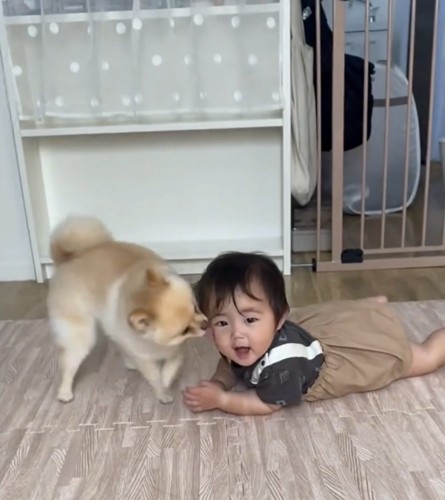 子どもの顔を舐める犬
