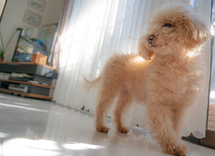 振り返る犬