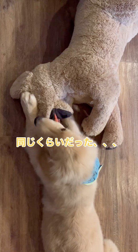 ぬいぐるみの舌を咥える犬