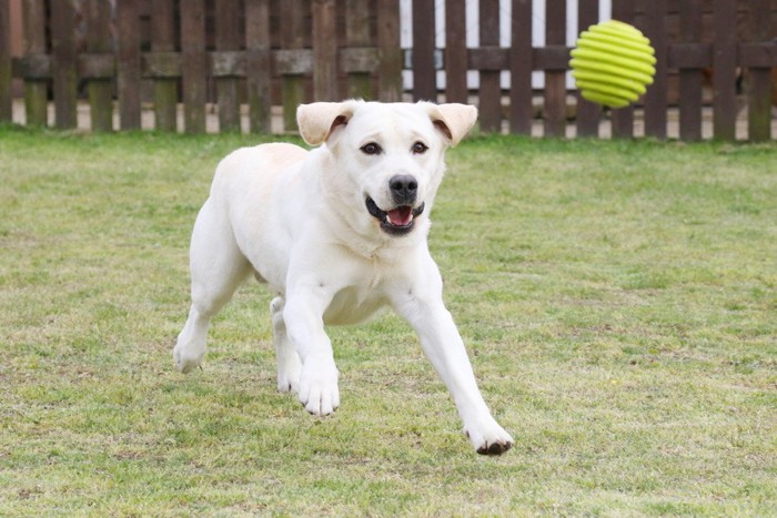 走る犬