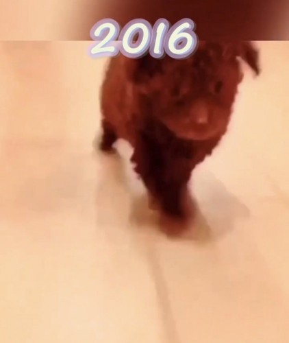 走ってくる子犬