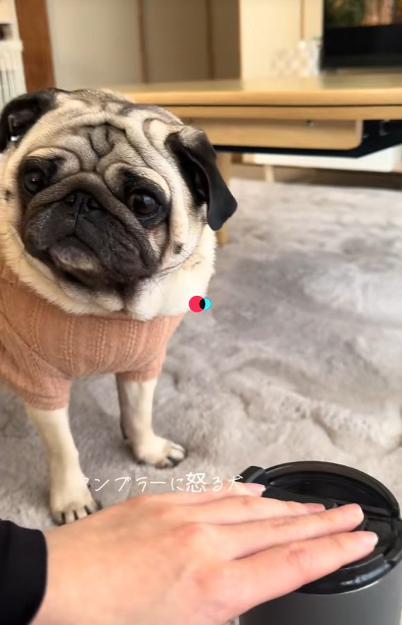 飼い主さんを見るぽこちゃん