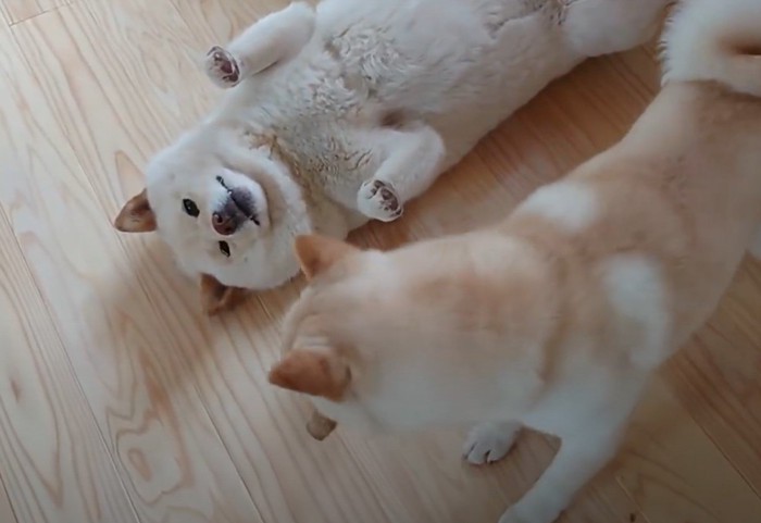 歩きだした犬と仰向けのままの犬