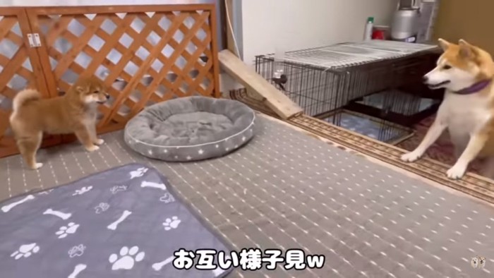 様子見の笑太郎くんとまつばちゃん