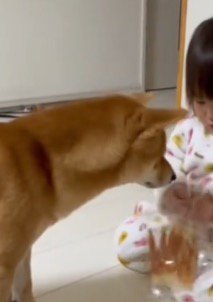 女の子の手元に視線を送る犬