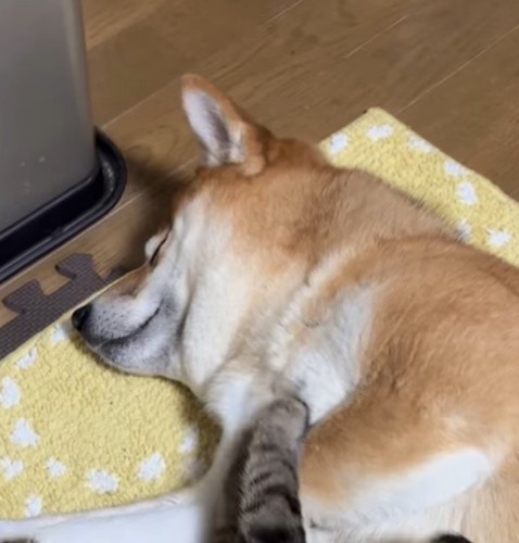 目を閉じてくつろぐ犬