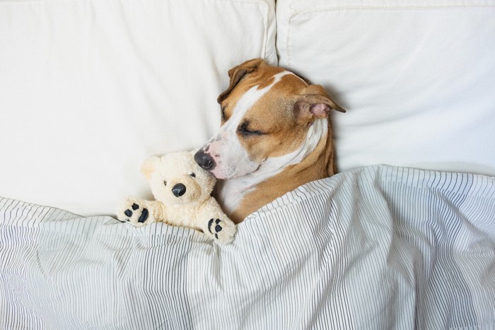 ぬいぐるみと一緒にベッドに入る茶白の犬