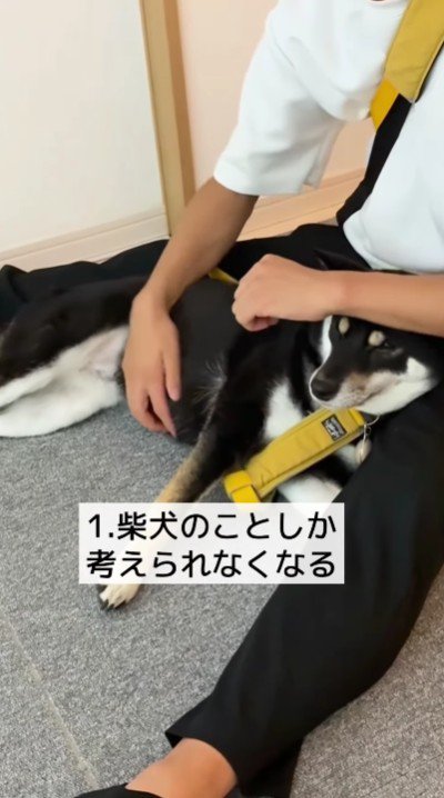 柴犬さんのことで頭がいっぱい