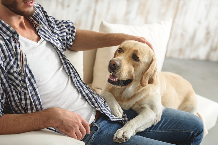 ソファーの上の男性と犬