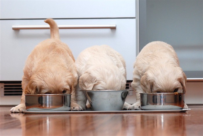 餌を食べる3匹の子犬