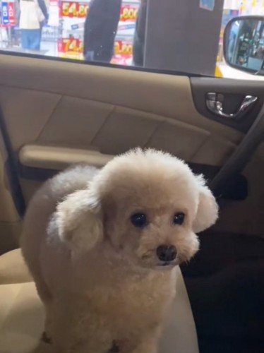 見つめる犬