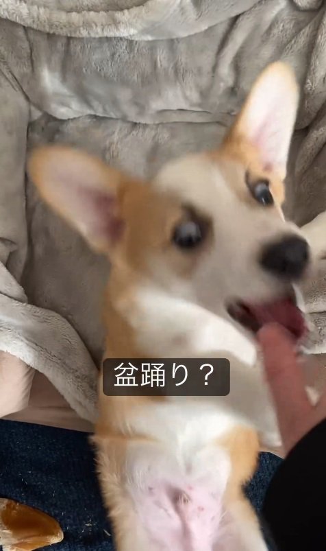 飼い主さんの手をパクッ！